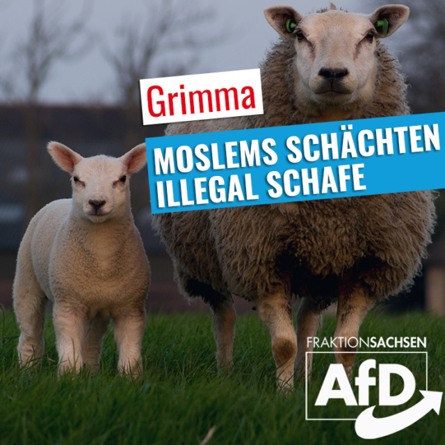 Moslems schächten illegal Schafe