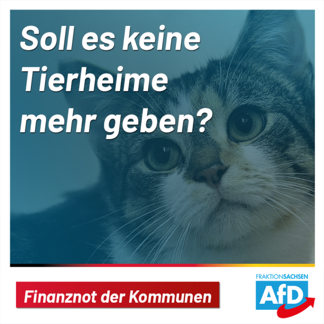 Finanznot der Kommunen: Soll es keine Tierheime mehr geben?